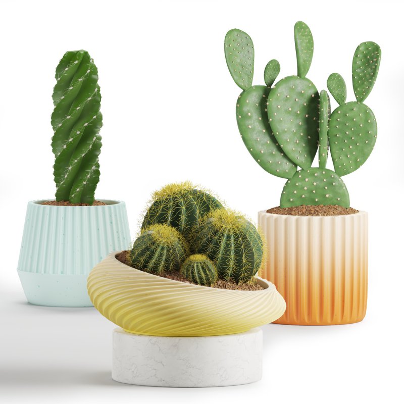 Indoor Plant Cactus set02 - Image 2