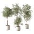 Olive Tree Indoor Plant Set.8 - Thumbnail 1