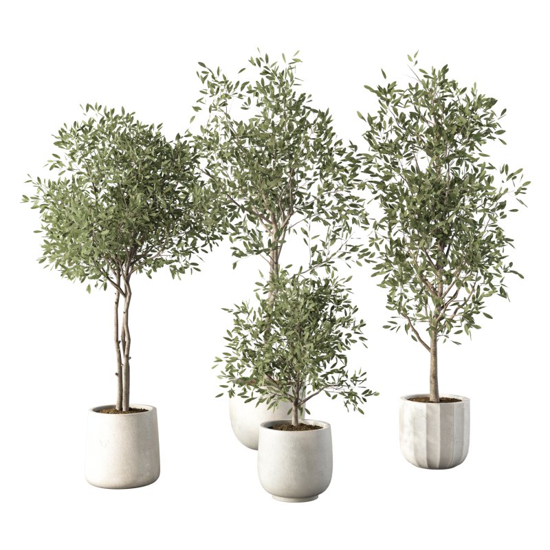 Olive Tree Indoor Plant Set.8 - Image 1