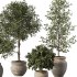 Olive Tree Indoor Plant Set.13 - Thumbnail 4