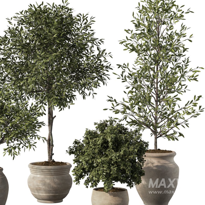 Olive Tree Indoor Plant Set.13 - Image 4