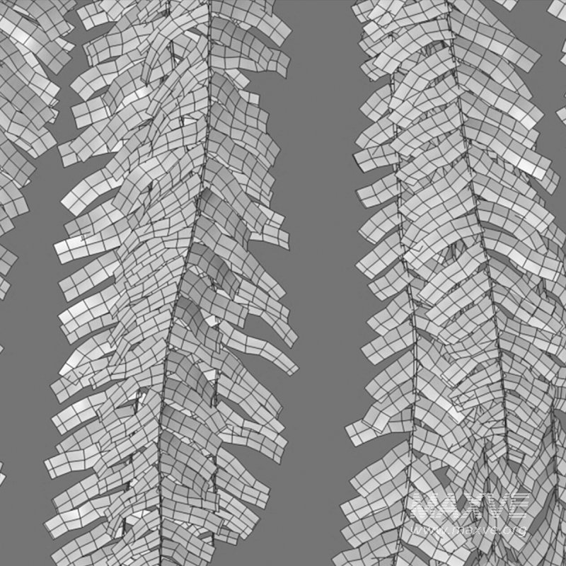 Nephrolepis - Image 7