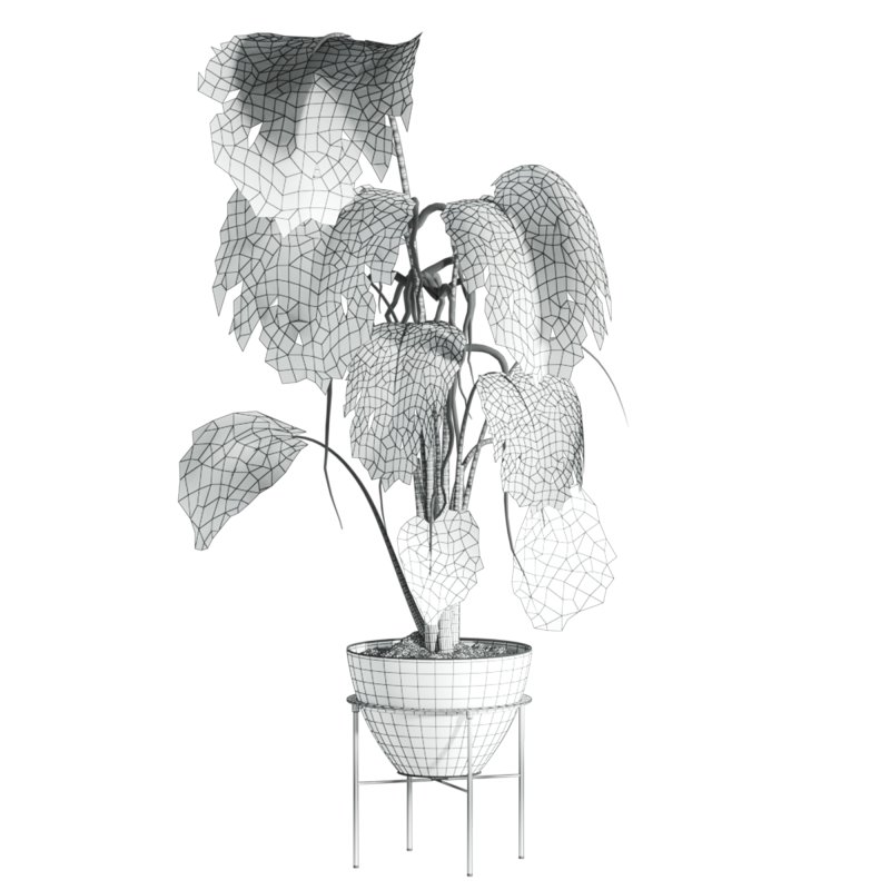 monstera plant - Image 4