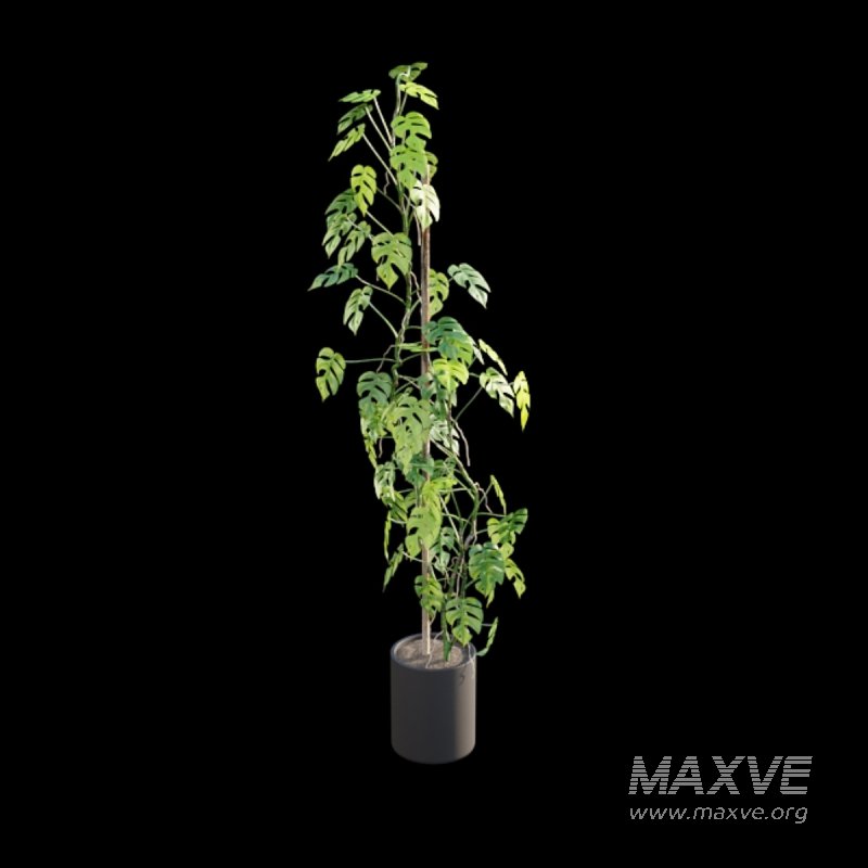 Rhaphidophora tetrasperma – Mini Monstera - Image 4