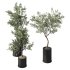 Olive Tree Indoor Plant Set.9 - Thumbnail 4