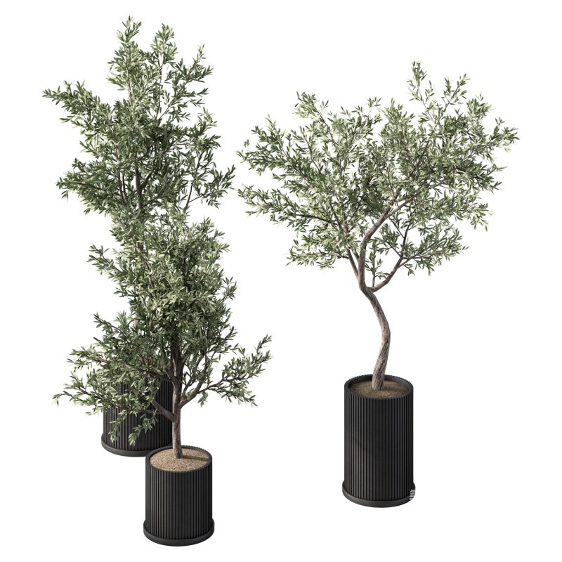 Olive Tree Indoor Plant Set.9 - Image 4