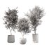 Olive Tree Indoor Plant Set.14 - Thumbnail 4