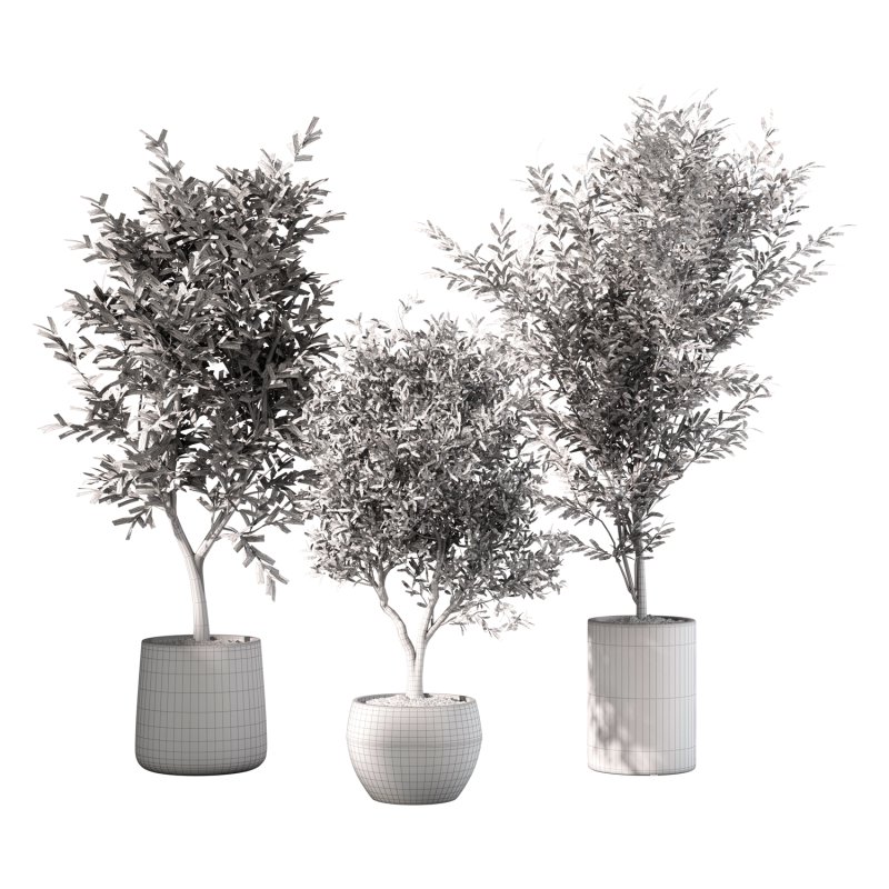 Olive Tree Indoor Plant Set.14 - Image 4