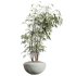 AV HousePlants Japandi Decorative Minimalism Ficus Dracaena Marginata23 - Thumbnail 1