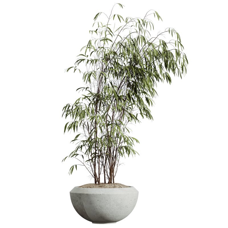 AV HousePlants Japandi Decorative Minimalism Ficus Dracaena Marginata23 - Image 1