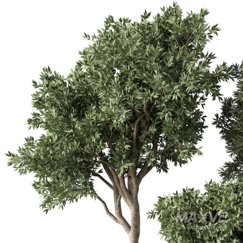 Olive Tree Indoor Plants Set.2 - Image 3