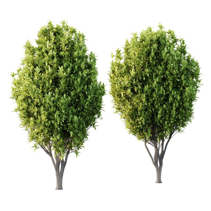 Osmanthus Fragrans Tree 03 - Image 3