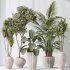 AV Indoor plants set 206 Mission Olive and Areca Palm and Yucca Elephantipes and Calathea Lutea and Dracaena Warneckii - Thumbnail 9