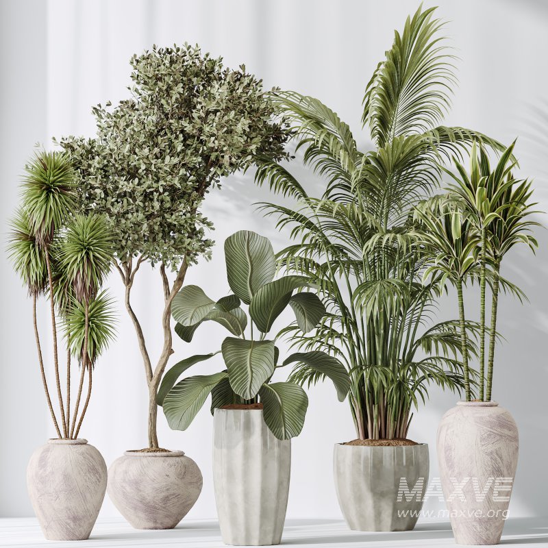 AV Indoor plants set 206 Mission Olive and Areca Palm and Yucca Elephantipes and Calathea Lutea and Dracaena Warneckii - Image 9