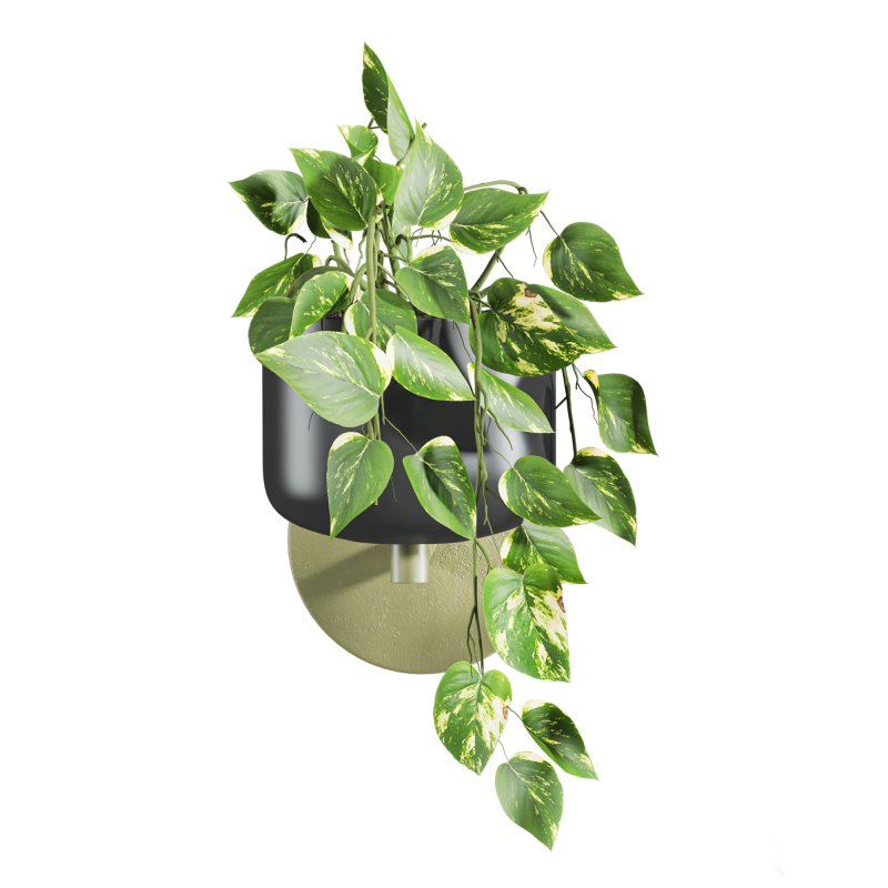 ivy plants - Image 2