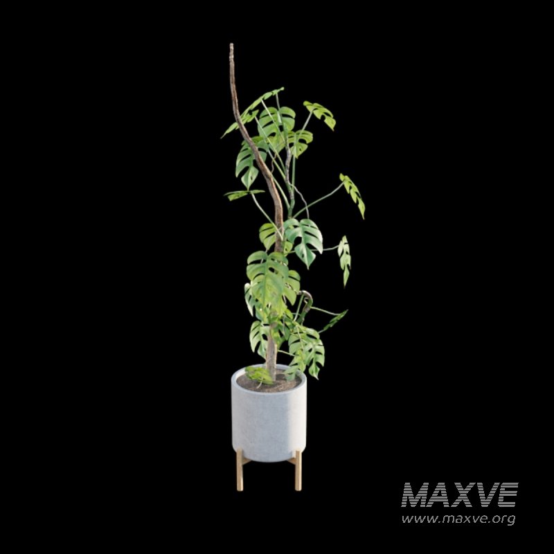 Rhaphidophora tetrasperma – Mini Monstera - Image 3