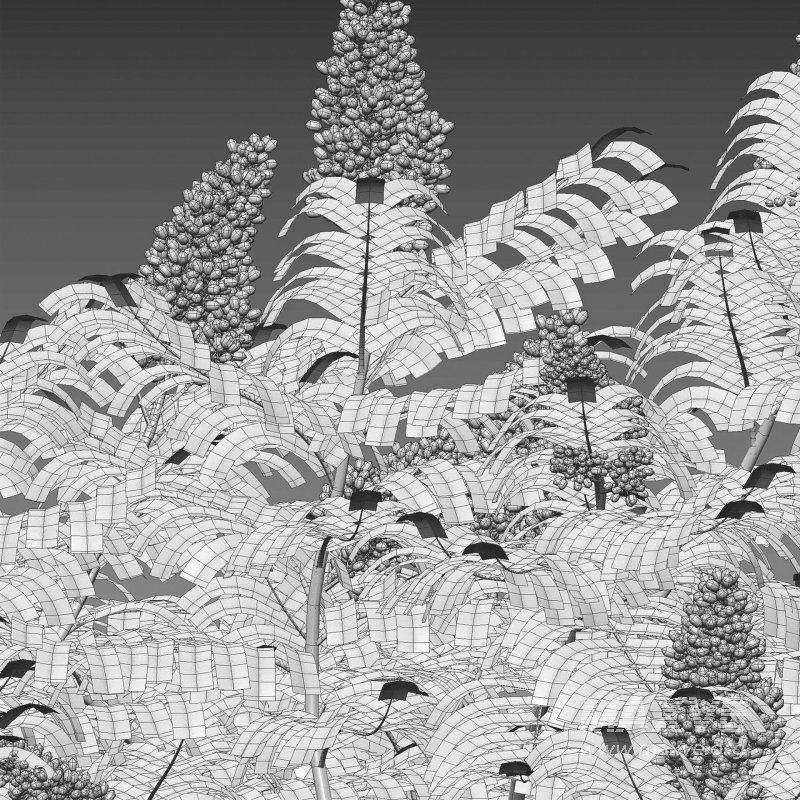 Rhus typhina – Staghorn Sumac 03 - Image 5