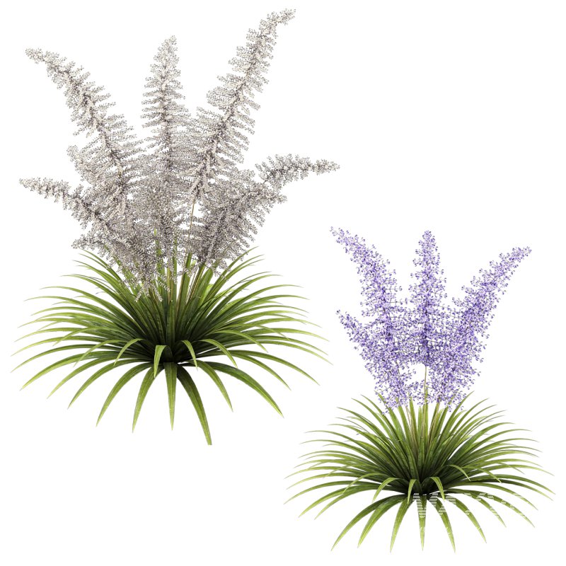 Elegant fern bush - Image 3