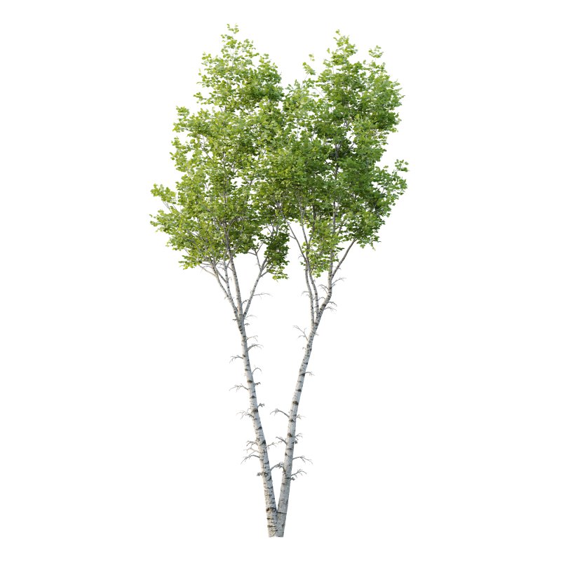 Betula Pendula Tree 02 - Image 1
