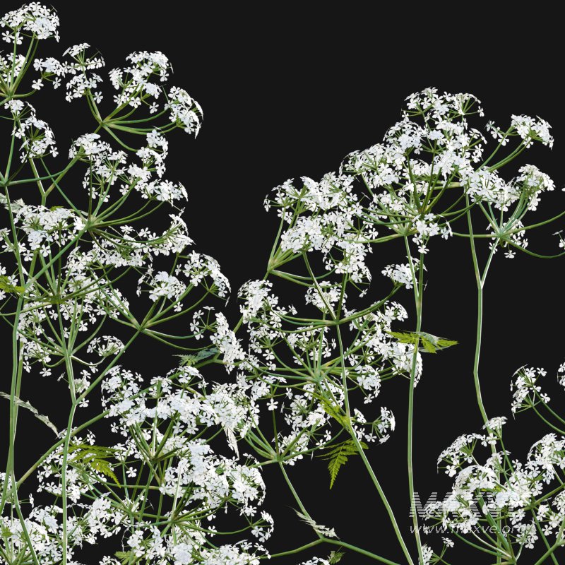 Anthriscus sylvestris – Cow parsley -02 - Image 4