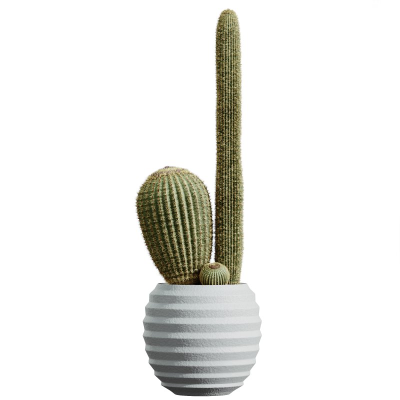 AV Indoor plants set 202 Cactus Grusonii Golden Barrel and Mandarin Citrus Fruit Orange and Mission Olive and Ficus Robusta Abidjan - Image 1