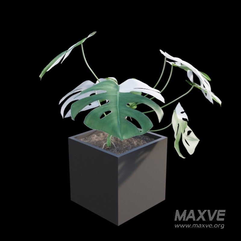 Monstera deliciosa Albo – Var - Image 3