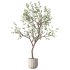 Olive Tree Indoor Plant Set.26 - Thumbnail 2