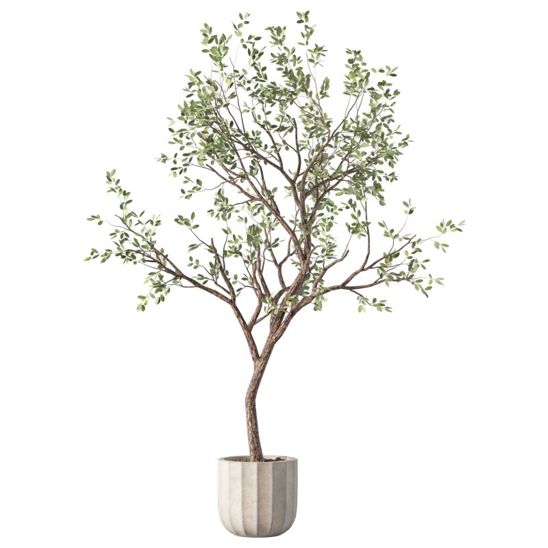 Olive Tree Indoor Plant Set.26 - Image 2