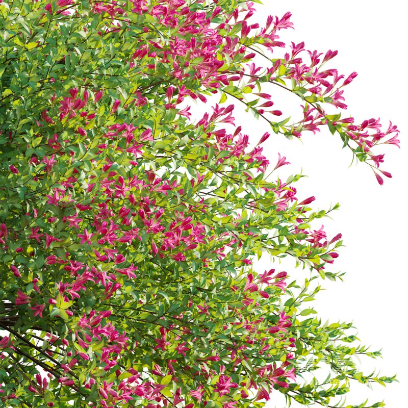 Weigela Florida 02 - Image 5