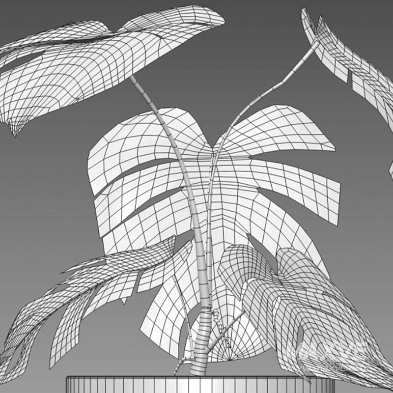 Monstera deliciosa Albo – Var - Image 7