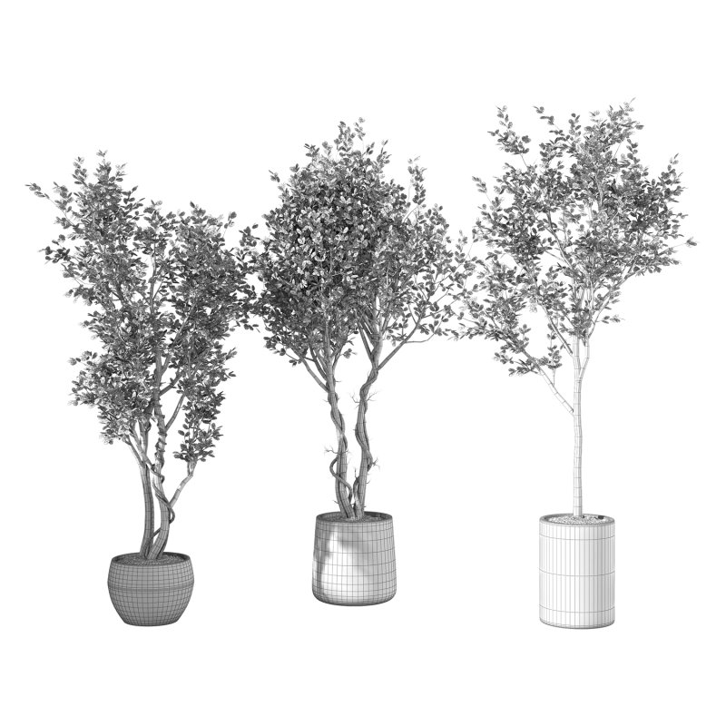 Olive Tree Indoor Plant Set.31 - Image 3