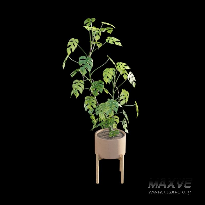 Rhaphidophora tetrasperma – Mini Monstera - Image 6