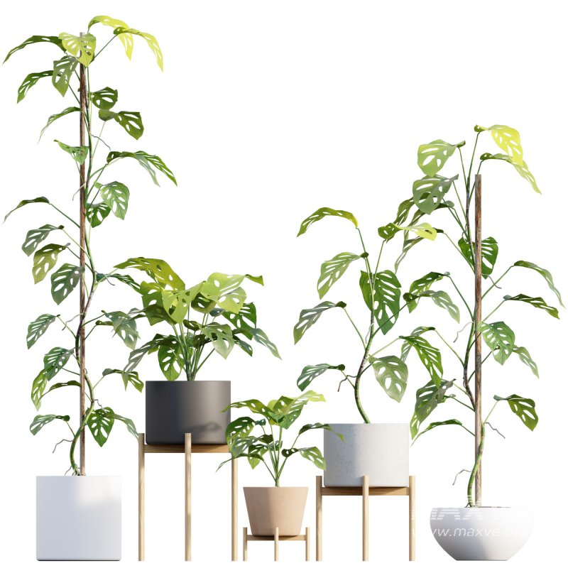 Monstera Adansonii – Swiss Cheese Plant – 02 - Image 1