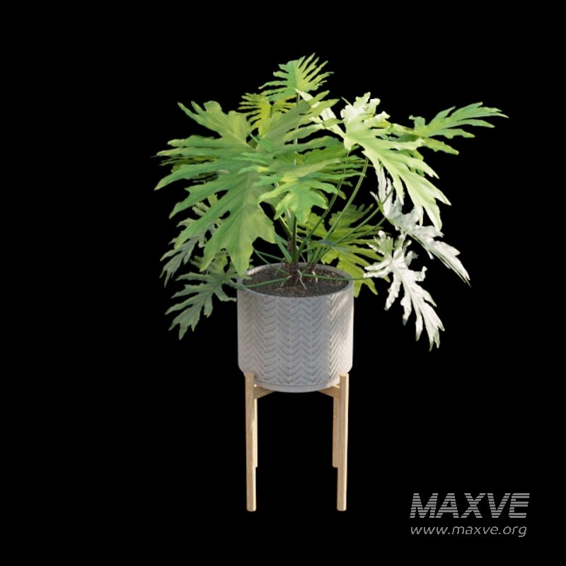 Philodendron bipinnatifidum – Philodendron selloum Split - Image 6