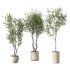 Olive Tree Indoor Plant Set.31 - Thumbnail 4