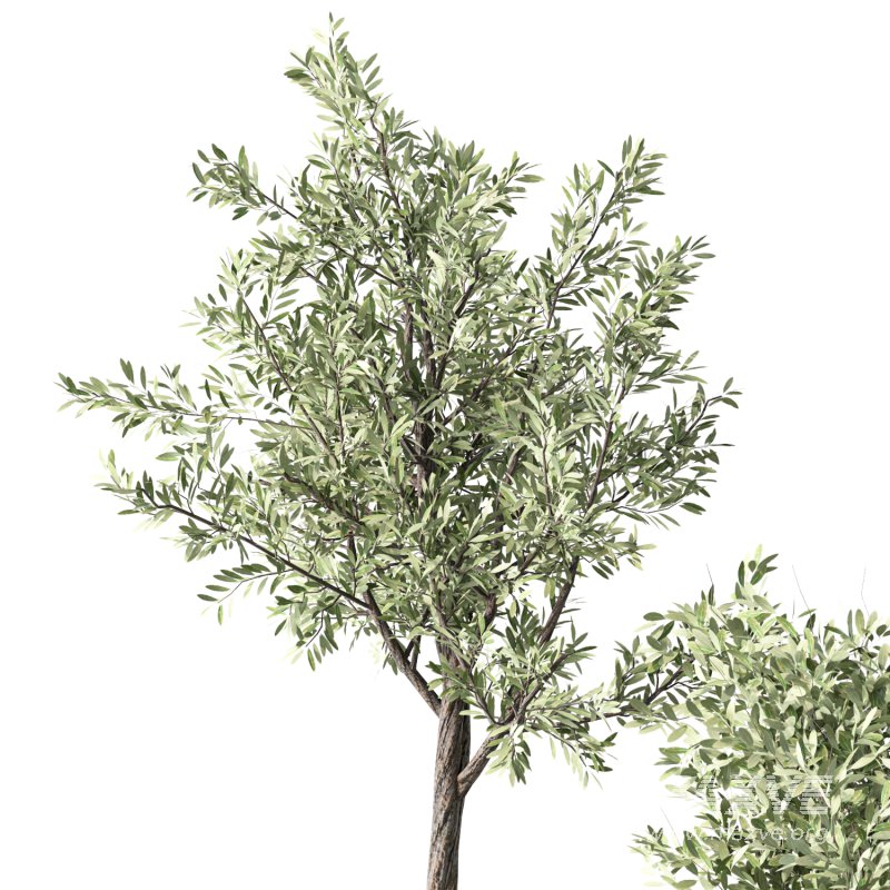 Olive Tree Indoor Plant Set.17 - Image 3