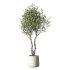 Olive Tree Indoor Plant Set.31 - Thumbnail 5