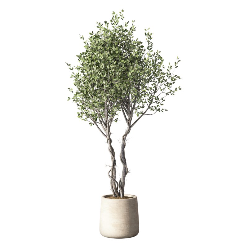 Olive Tree Indoor Plant Set.31 - Image 5