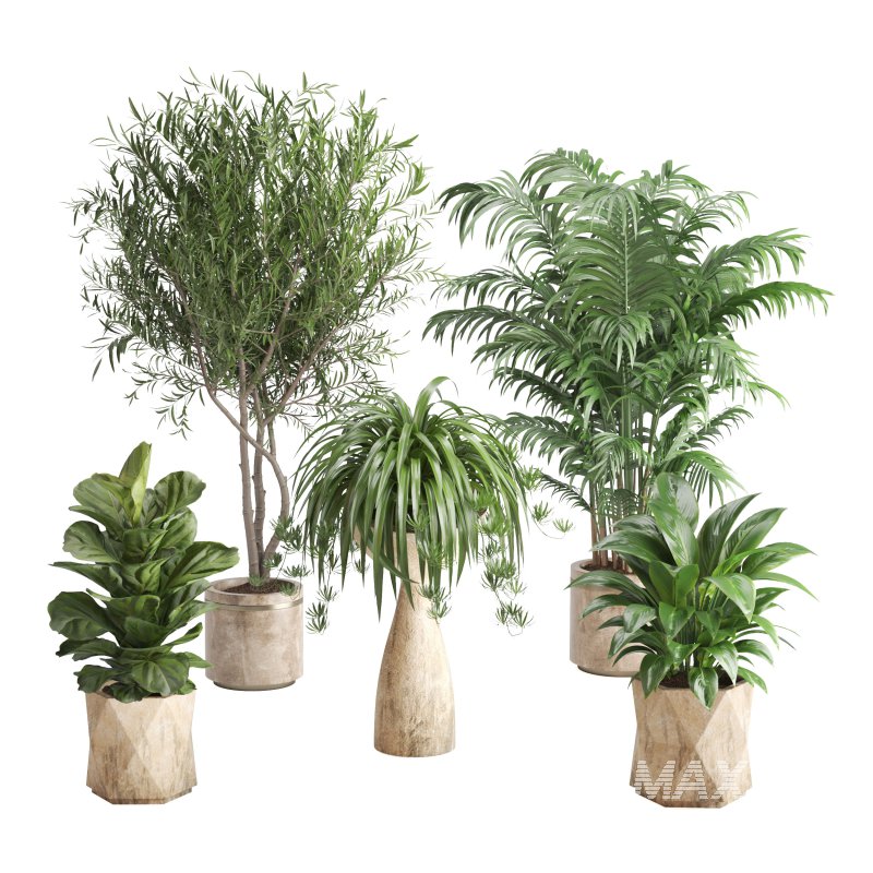 Indoor Plant Olive Palm Fiddle Leaf - Image 4