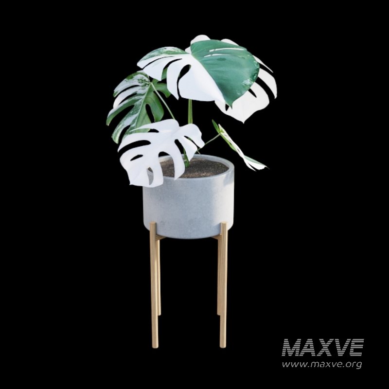 Monstera deliciosa Albo – Var - Image 4