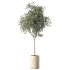 Olive Tree Indoor Plant Set.21 - Thumbnail 2