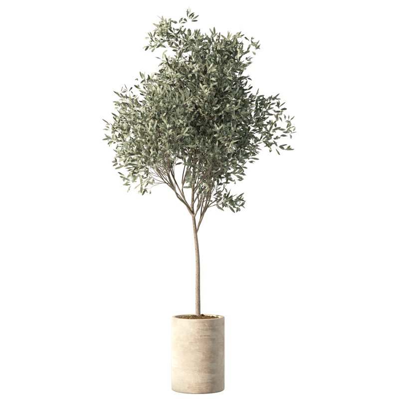 Olive Tree Indoor Plant Set.21 - Image 2