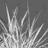 Carex pendula – Pendulous sedge -01 - Thumbnail 3