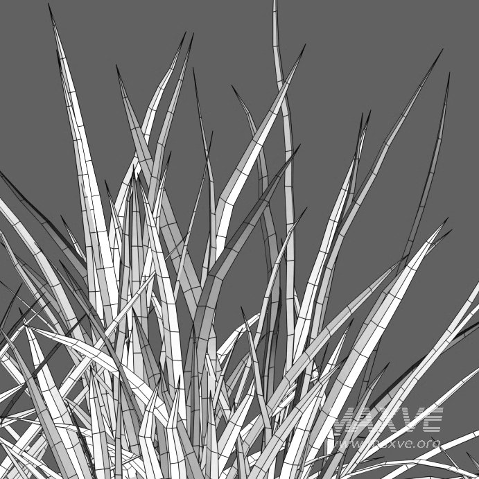 Carex pendula – Pendulous sedge -01 - Image 3