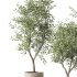 Olive Tree Indoor Plant Set.14 - Thumbnail 2