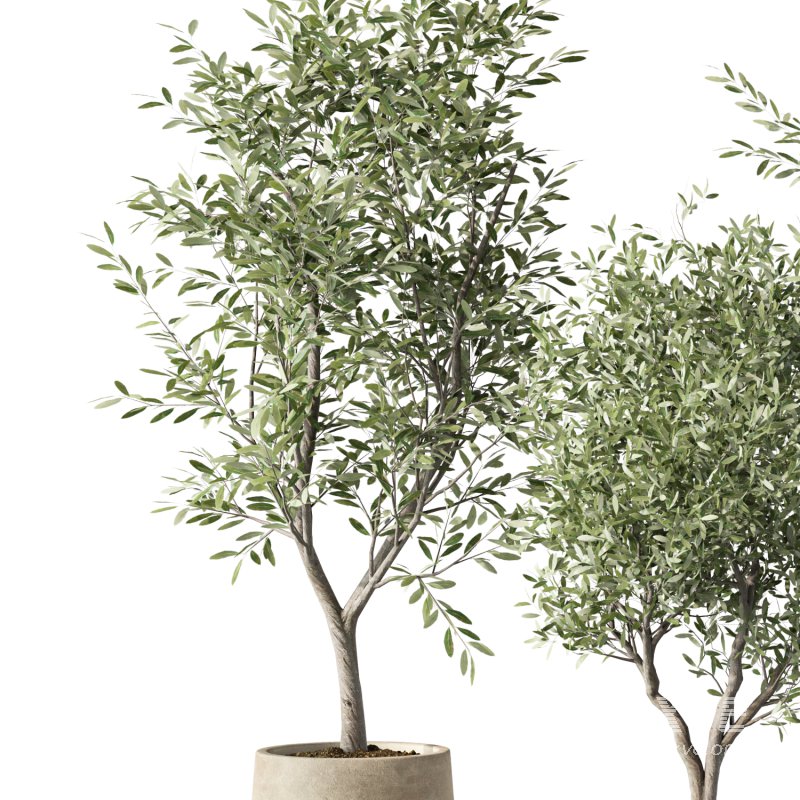 Olive Tree Indoor Plant Set.14 - Image 2