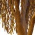 Weeping Willow Tree 04 - Thumbnail 5
