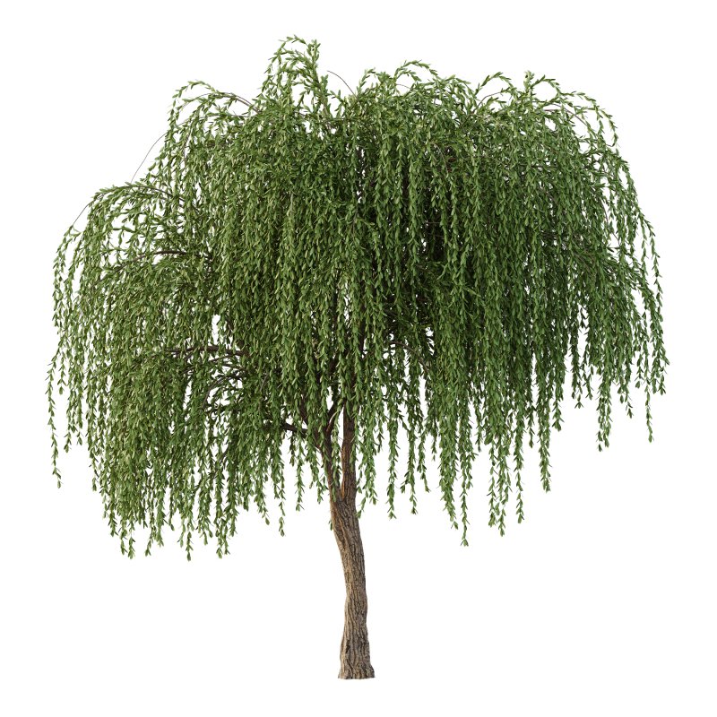Weeping Willow Tree 01 - Image 2
