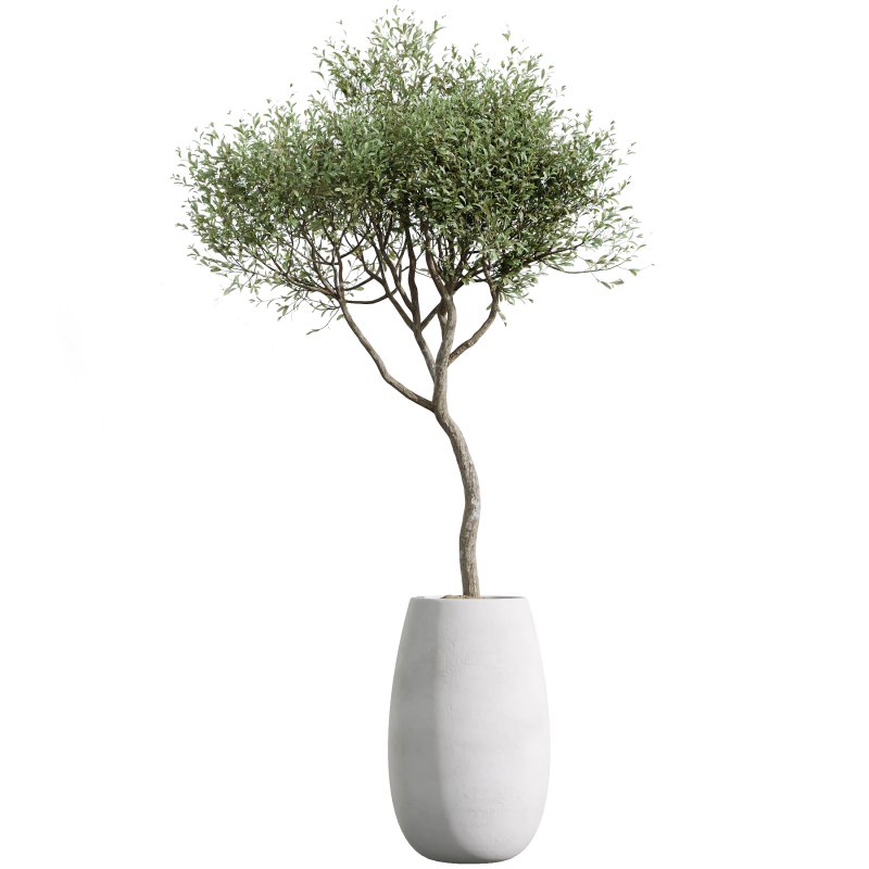 AV Indoor plants set 200 Mandarin Fruit Lemon Tree and Alocasia Jardin and Ficus Cyathistipula Fig and Mission Olive - Image 3