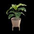 Monstera Adansonii – Swiss Cheese Plant – 02 - Thumbnail 6